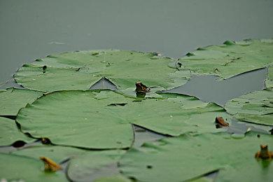 年度最受期待FPS大作《战地风云2042》上线， 前往Steam抢先体验！